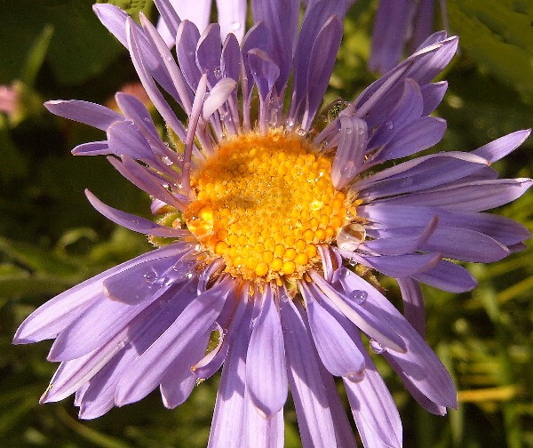 photo "***" tags: nature, flowers