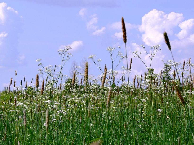 photo "***" tags: landscape, summer