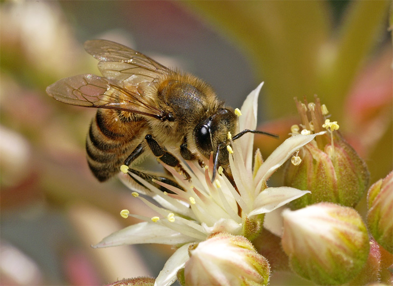 photo "***" tags: nature, macro and close-up, insect