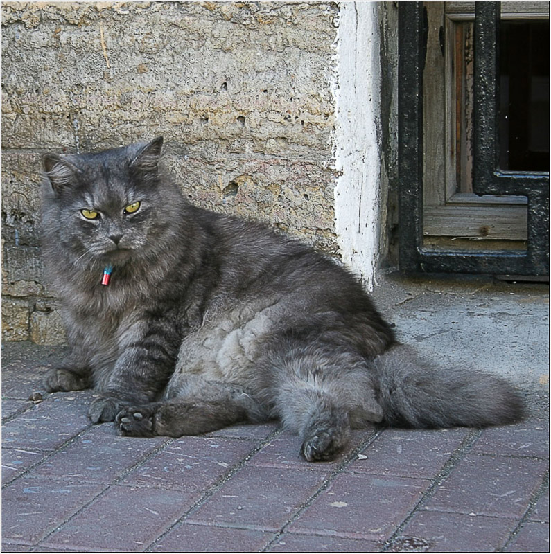 photo "Cat  Rex" tags: nature, pets/farm animals