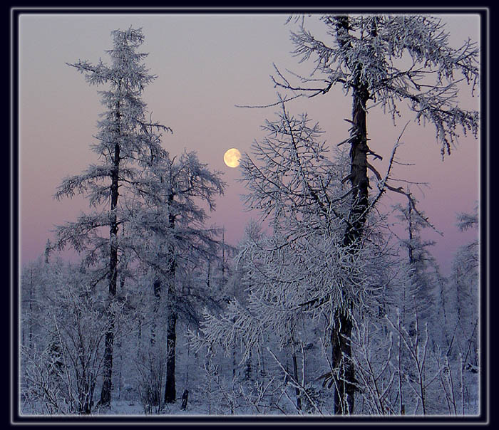фото "Вечерне-зимний этюд" метки: пейзаж, зима, лес