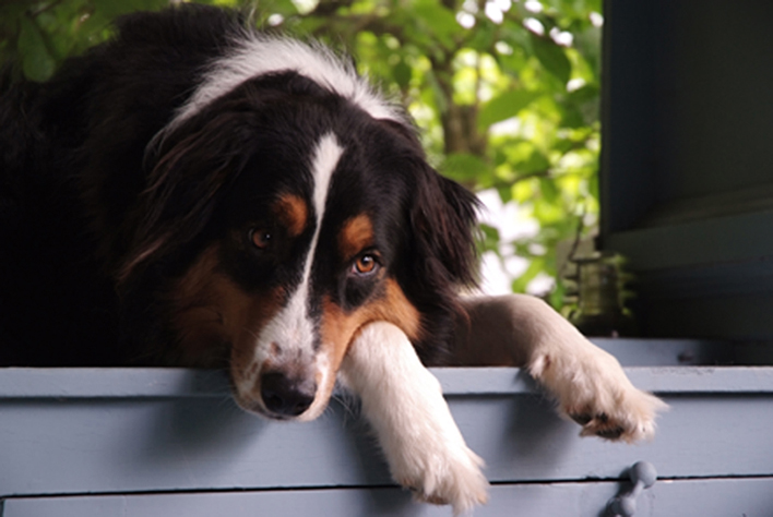 photo "Willy Waits" tags: nature, portrait, pets/farm animals