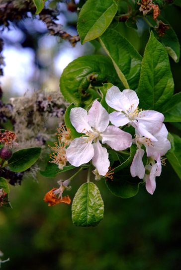 photo "Little Apple Blossom" tags: nature, still life, flowers