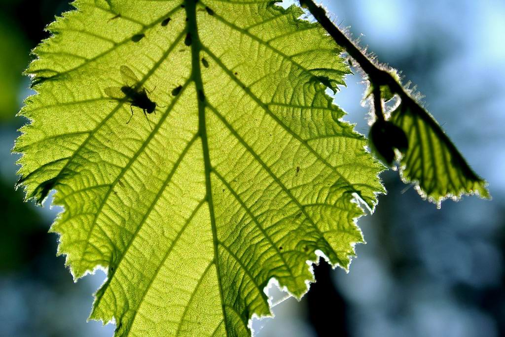 фото "under the fly" метки: , 