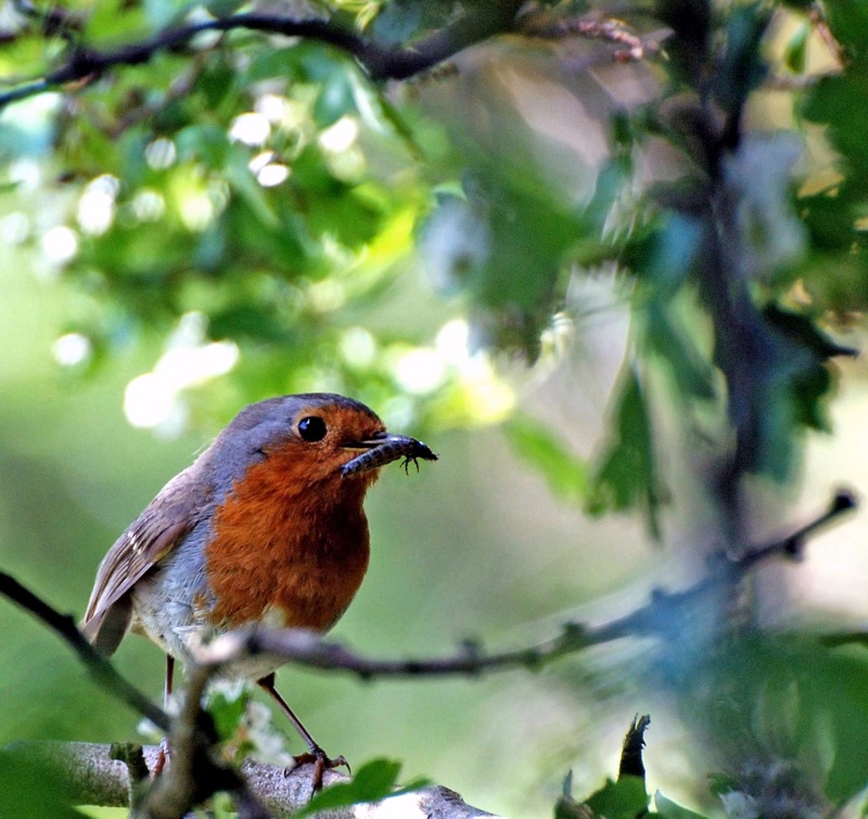 photo "Erithacus rubecula" tags: nature, wild animals