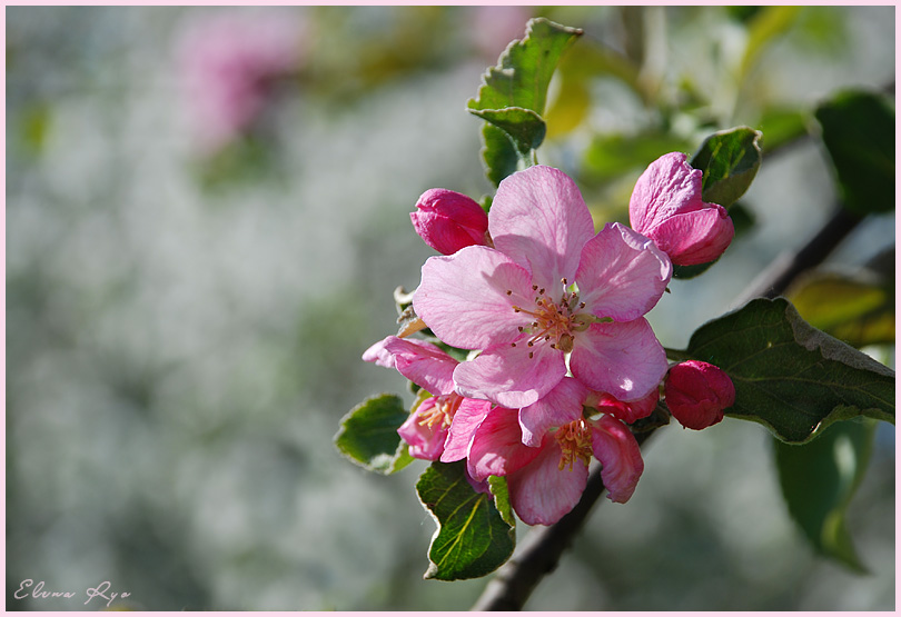 фото "Яблонька" метки: природа, макро и крупный план, цветы