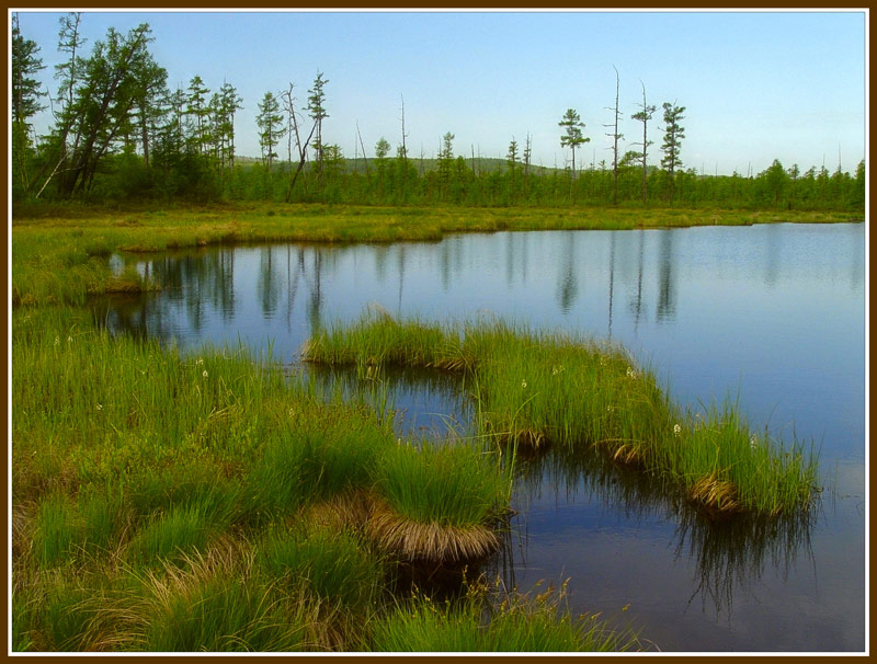 photo "On the bogs..." tags: landscape, summer, water