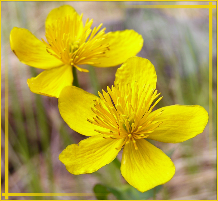 photo "Yellow flowers" tags: nature, macro and close-up, flowers