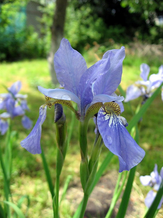 photo "Waiting-lady" tags: nature, macro and close-up, flowers