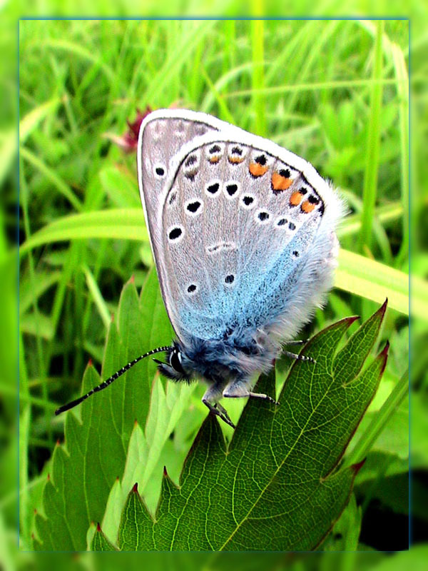 photo "***" tags: macro and close-up, nature, insect