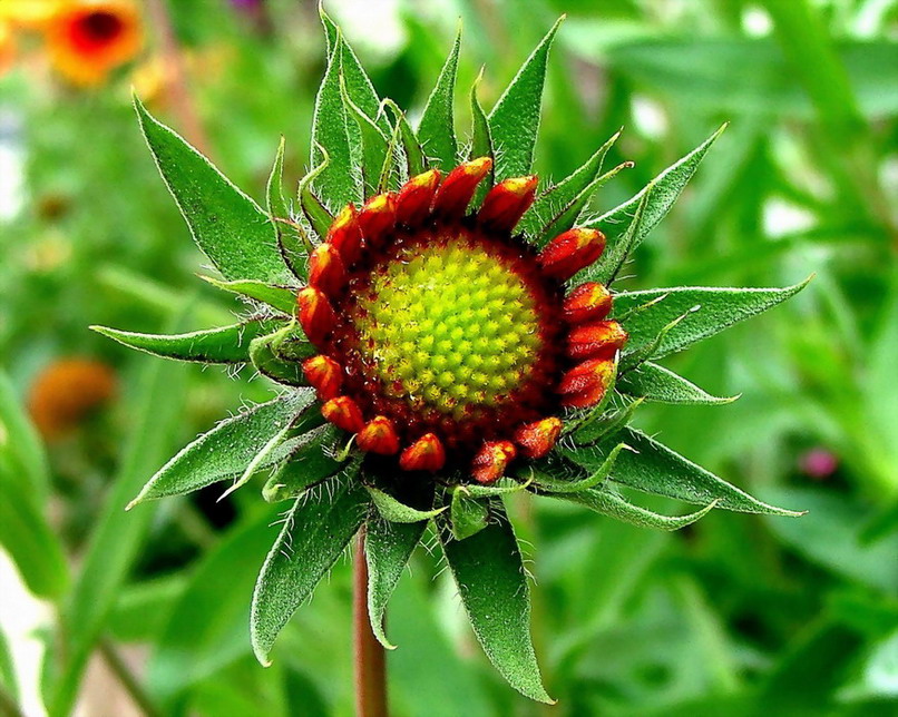 photo "Flower to be!" tags: macro and close-up, nature, flowers