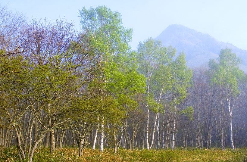 photo "Birch Grove" tags: landscape, forest, mountains