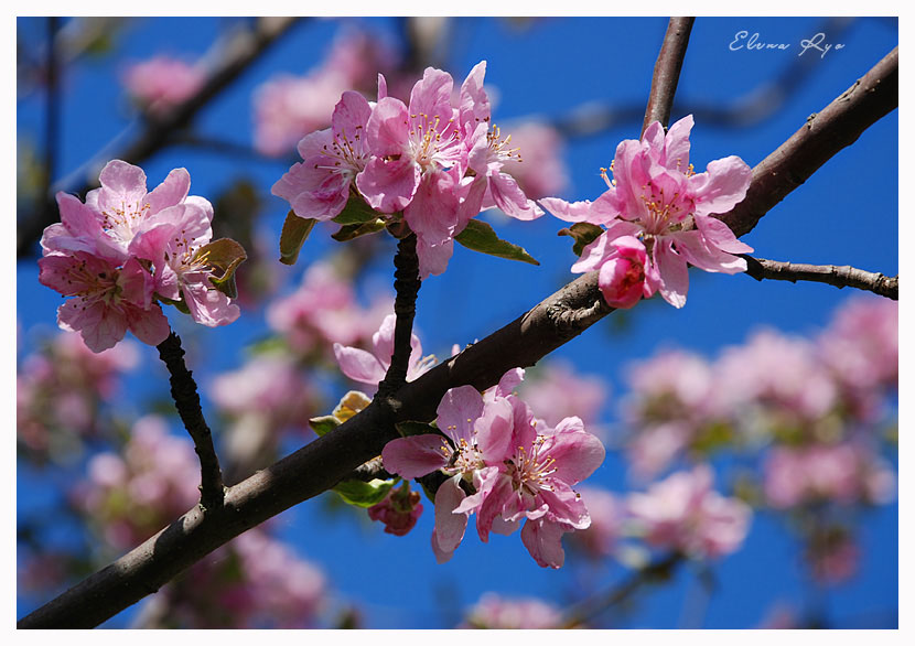 фото "Цвет лета!" метки: природа, макро и крупный план, цветы
