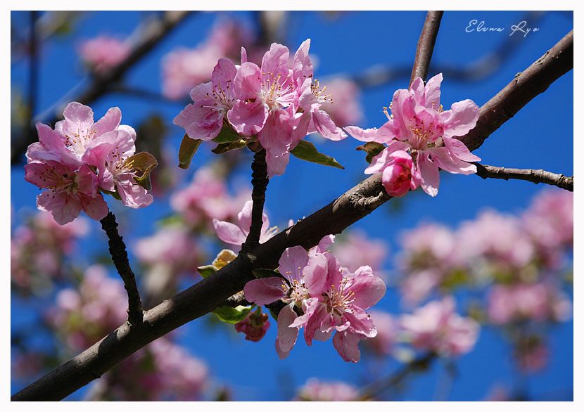 photo "***" tags: nature, macro and close-up, flowers