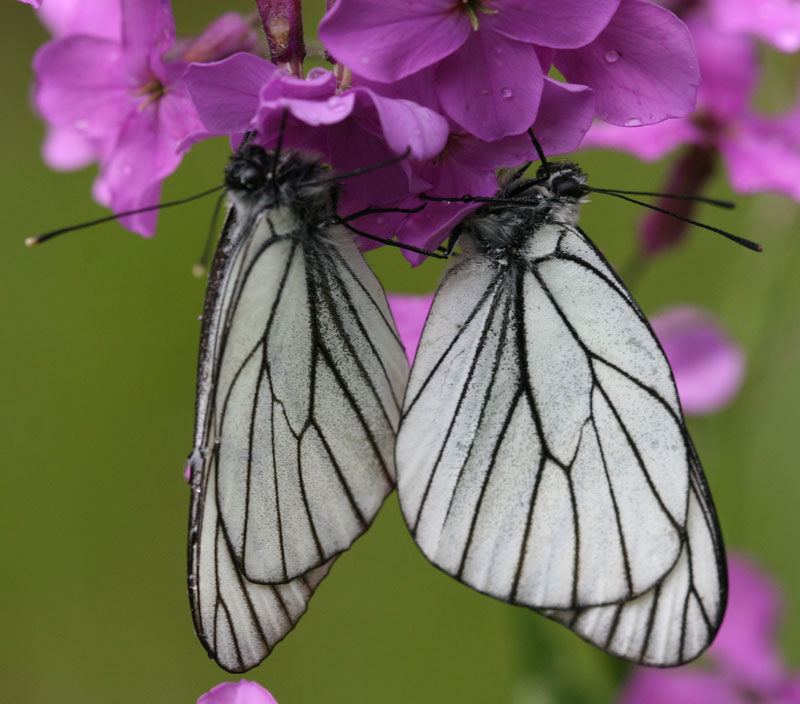 photo "***" tags: nature, macro and close-up, insect