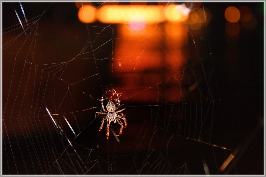 photo "Spider in a night" tags: nature, insect