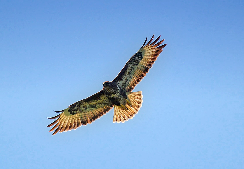 photo "Buzzard" tags: nature, wild animals