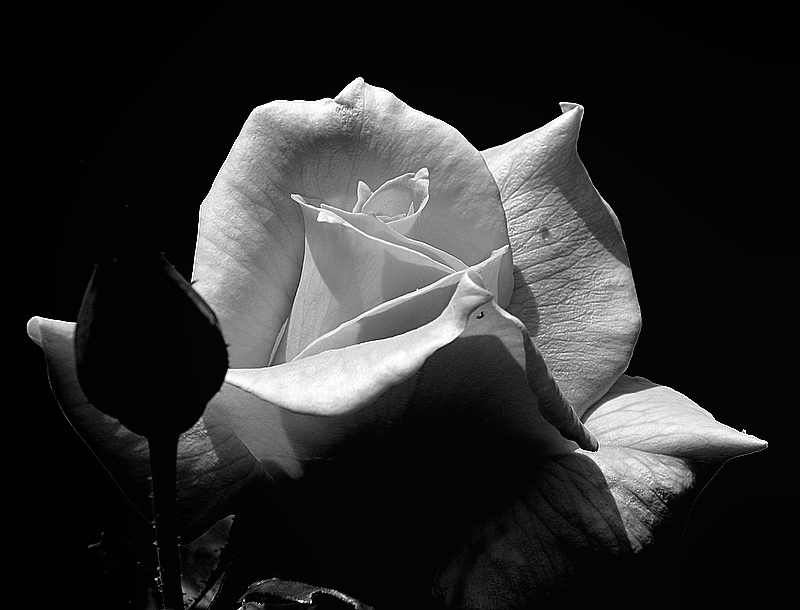 photo "B&W ..." tags: nature, flowers