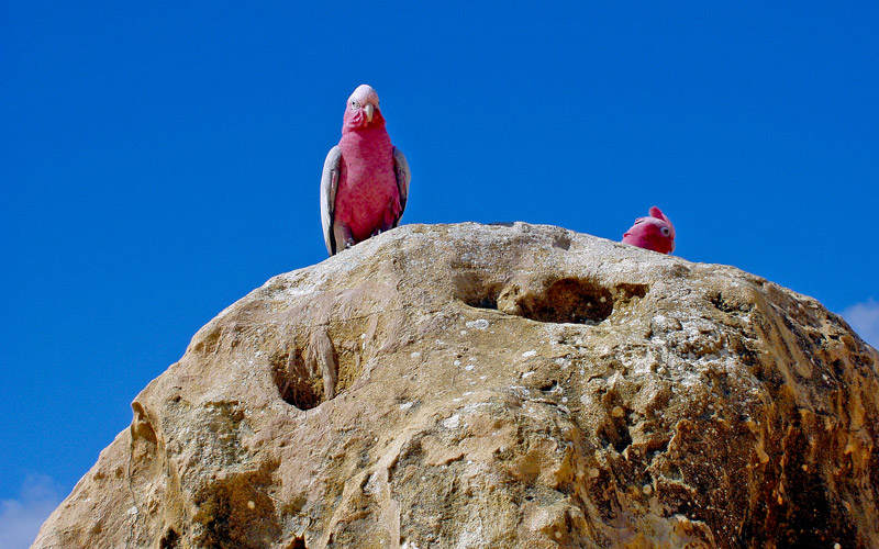 photo "Red Parrots" tags: nature, pets/farm animals