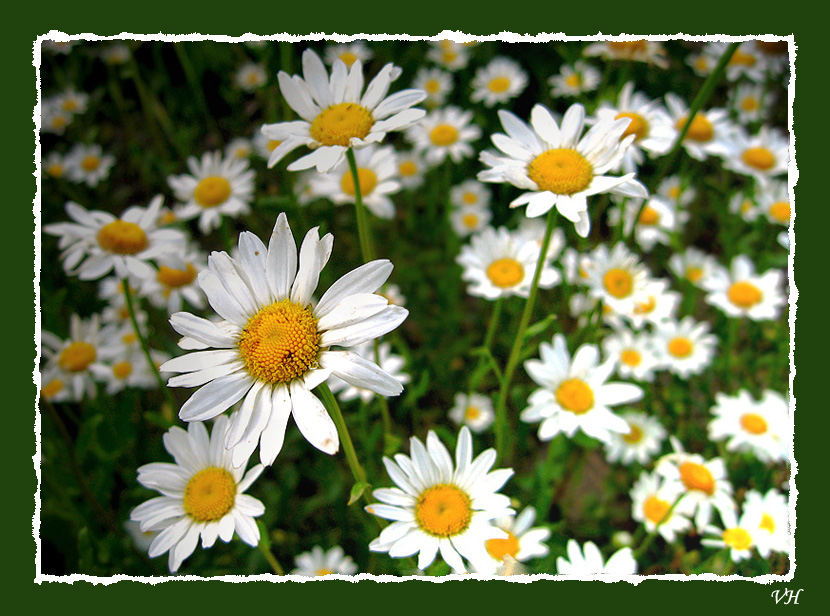 фото "Хорошее настроение" метки: природа, цветы