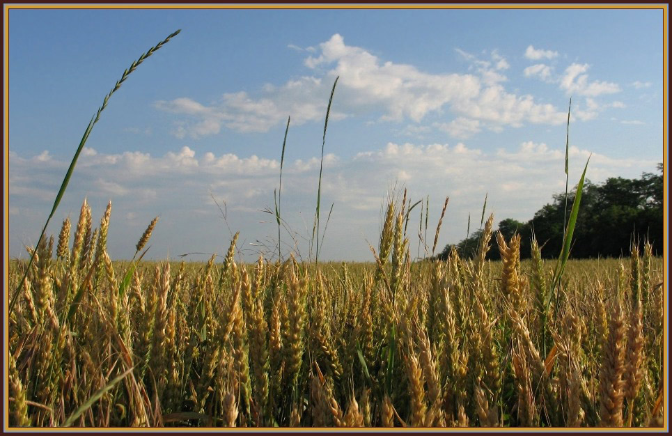 фото "Поле 2007." метки: пейзаж, Кубань, лето