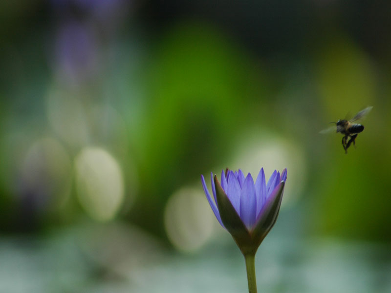 photo "landing time" tags: nature, flowers