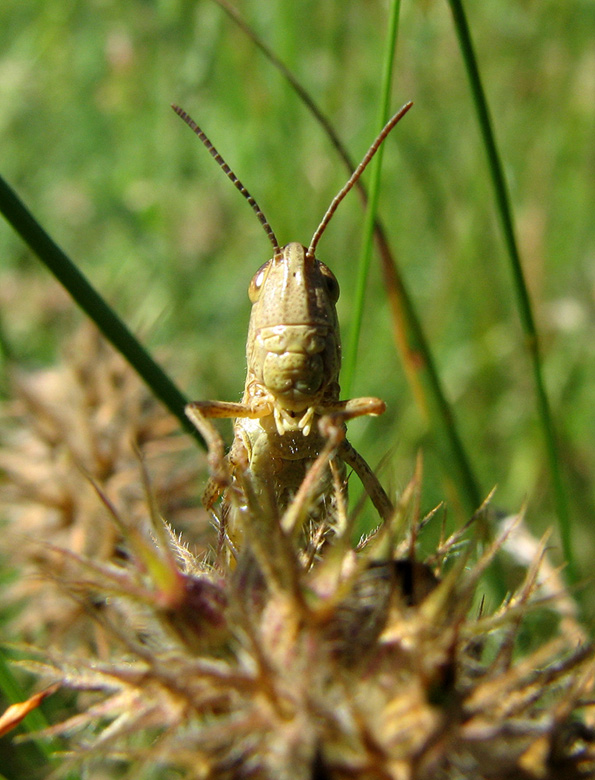 photo "Curiosity" tags: macro and close-up, 