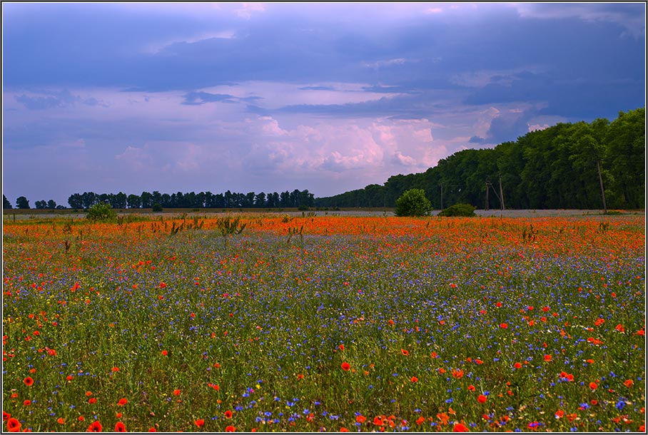 photo "Red and Blue" tags: landscape, nature, flowers, summer