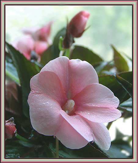 photo "Balsam" tags: nature, flowers