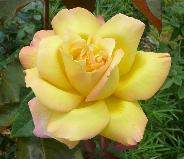 фото "Beautiful rose" метки: природа, цветы