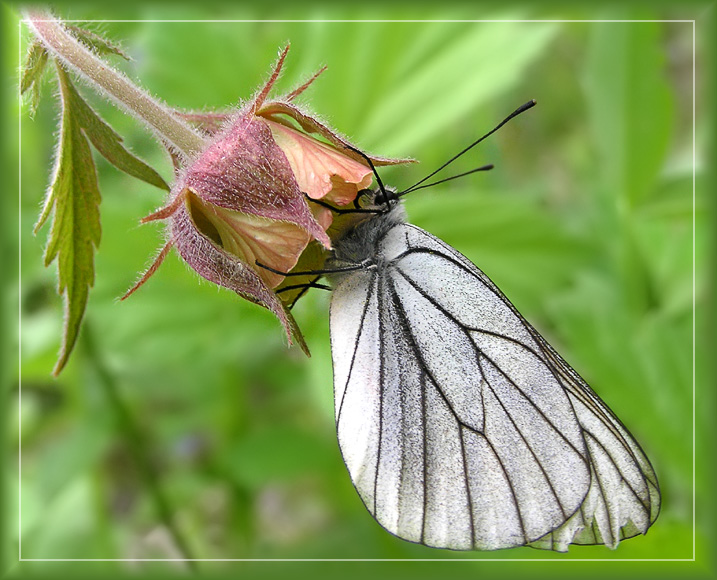 photo "* * *" tags: nature, macro and close-up, insect