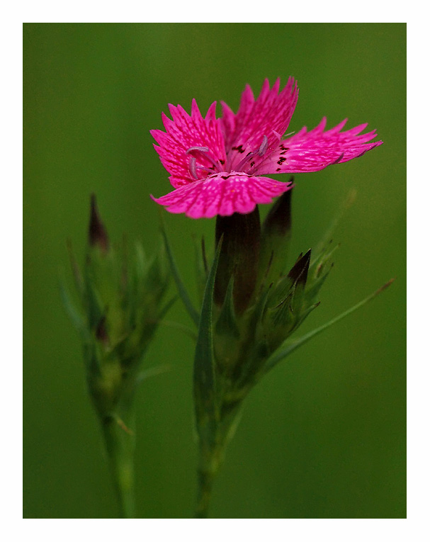 фото "Magenta in the forest" метки: макро и крупный план, 
