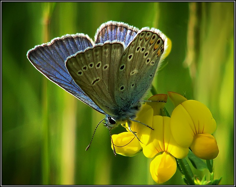 photo "Grace of dinner" tags: macro and close-up, nature, insect