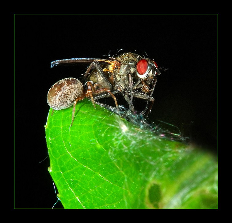 photo "***" tags: nature, macro and close-up, insect