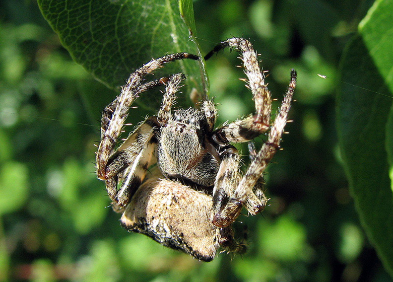 photo "spider" tags: macro and close-up, 