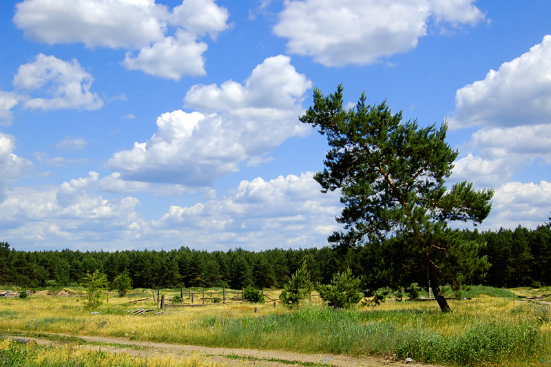 photo "Drunk tree" tags: landscape, forest