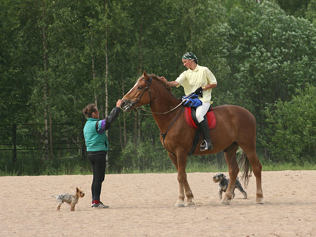 photo "In Koltushi" tags: nature, pets/farm animals