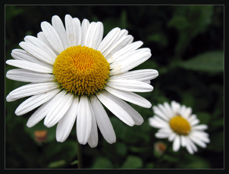 photo "***" tags: nature, macro and close-up, flowers