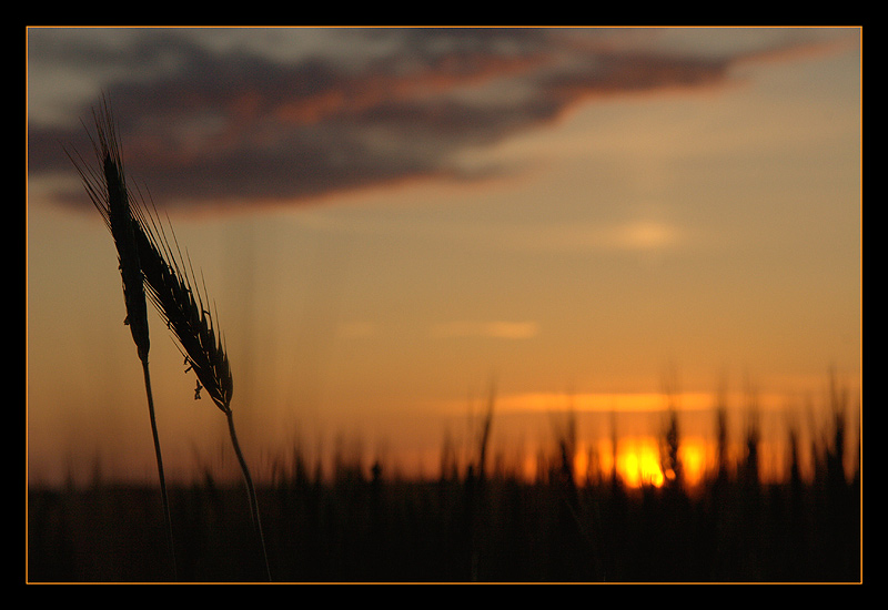 photo "Tenderness" tags: landscape, nature, flowers, sunset