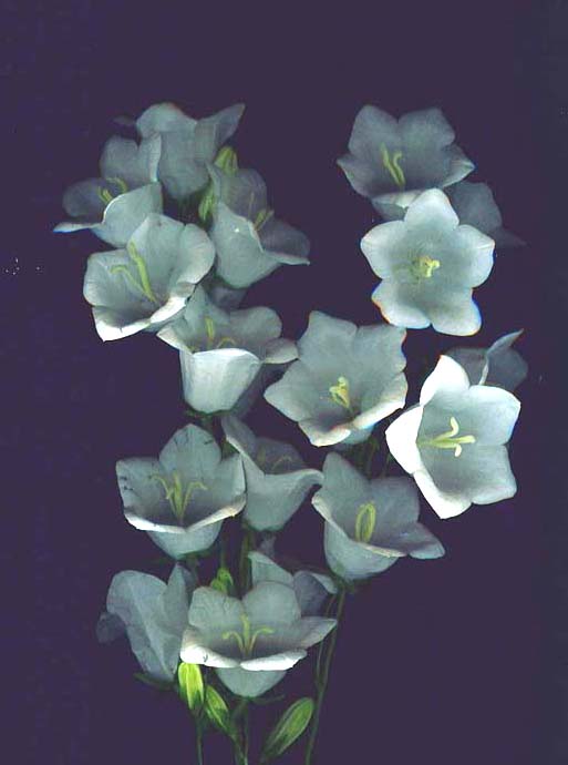 photo "Campanula " Alba "" tags: nature, macro and close-up, flowers