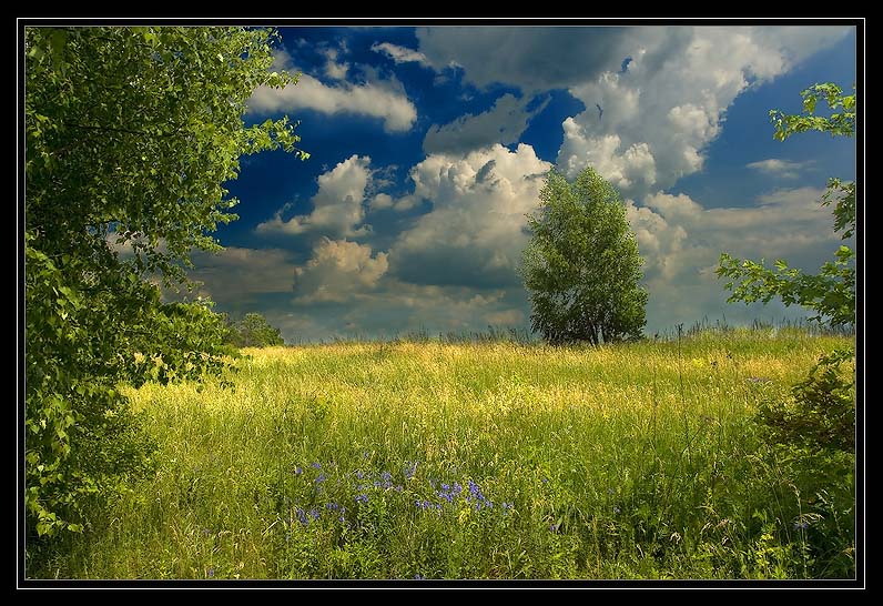 photo "Полевые фото" tags: landscape, forest, summer