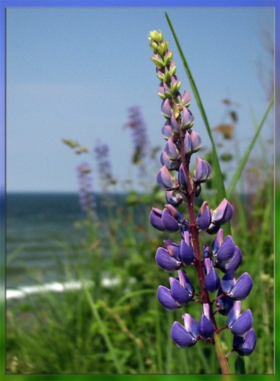 photo "***" tags: nature, flowers