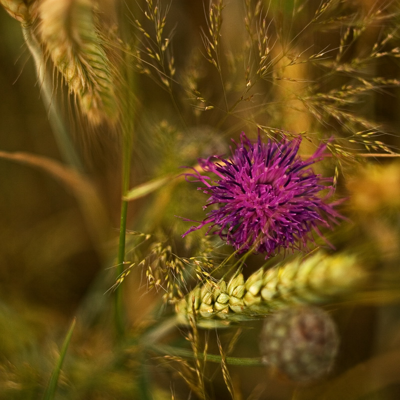 photo "... purple ..." tags: nature, flowers