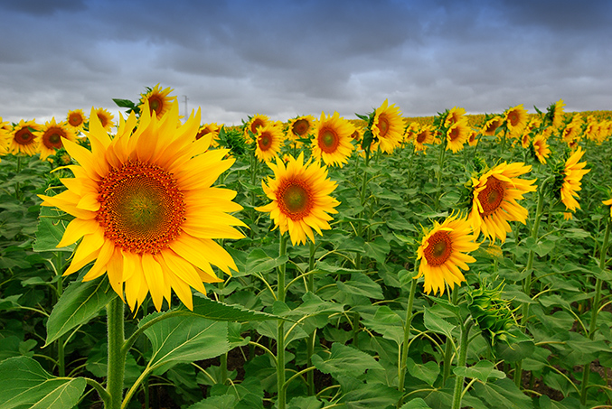 photo "***" tags: nature, flowers