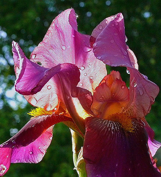 photo "***" tags: nature, macro and close-up, flowers