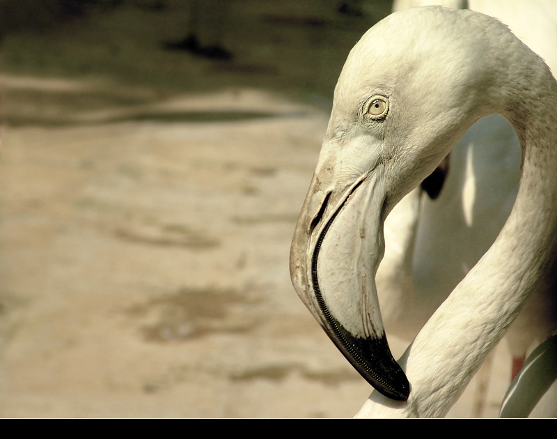 photo "Flamingo" tags: nature, wild animals