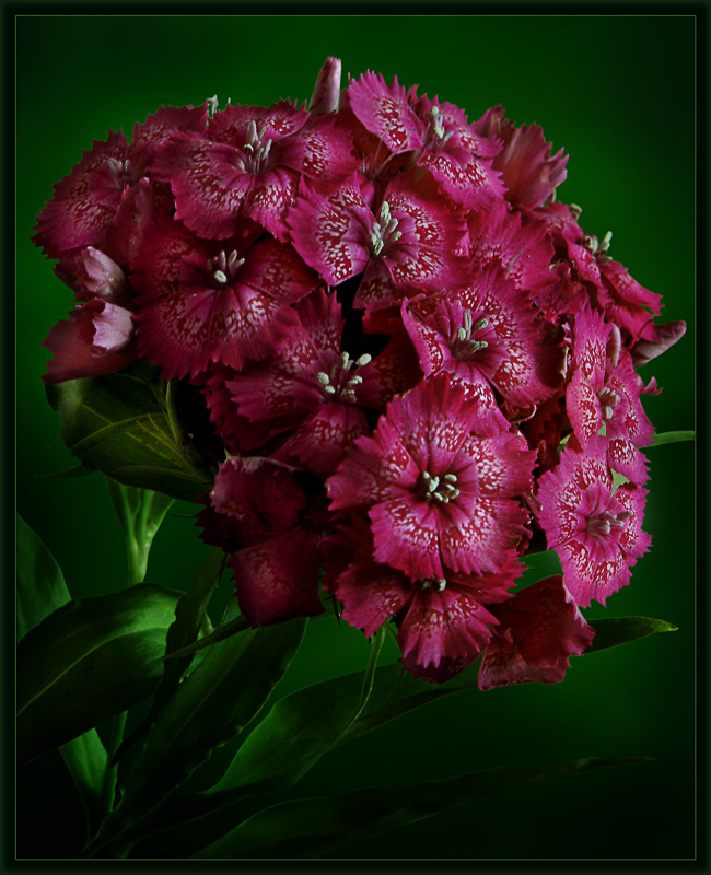 photo "***" tags: nature, macro and close-up, flowers