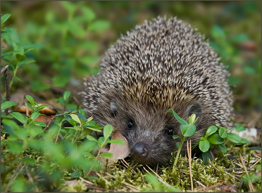 photo "Inquisitive." tags: nature, wild animals