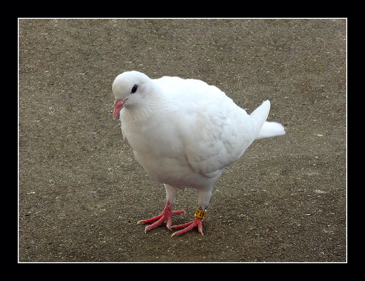 photo "I am not chiсken!" tags: humor, nature, wild animals