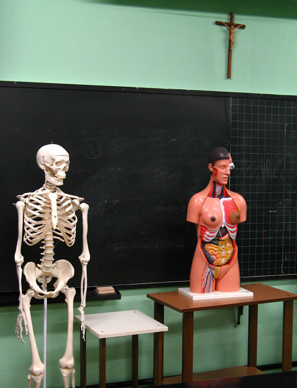 photo "Anatomical Attraction" tags: humor, 
